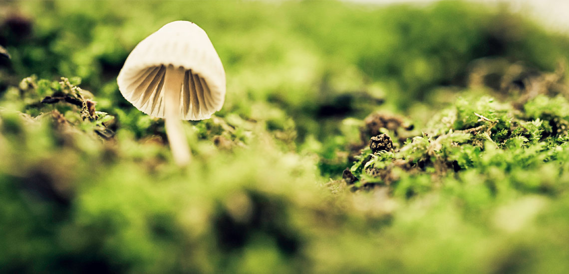 10 ways to Identify Magic Mushrooms | De Medicines